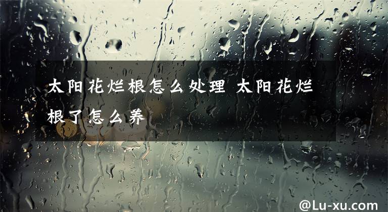 太陽花爛根怎么處理 太陽花爛根了怎么養(yǎng)