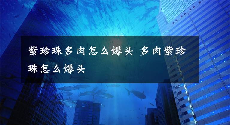 紫珍珠多肉怎么爆頭 多肉紫珍珠怎么爆頭