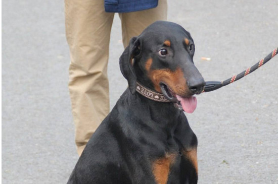 杜賓犬怎么訓(xùn)練，教杜賓犬的方法和技巧 杜賓犬怎么練肌肉