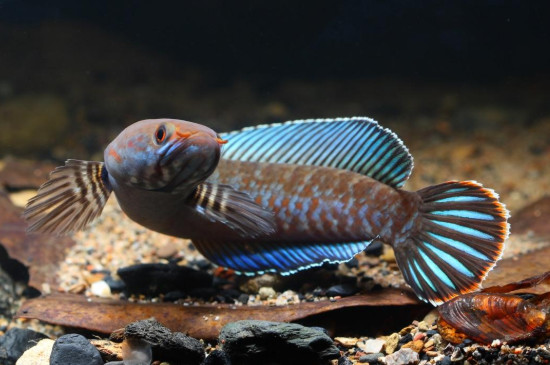 雷龍吃什么食物長得快，雷龍魚主食飼料的選擇方法 雷龍魚喂什么食物好