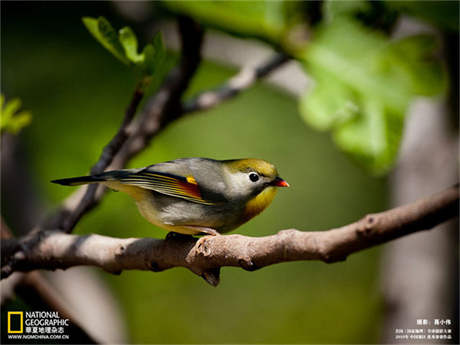 603225 新股新鳳鳴中簽號公布查詢：共69570個