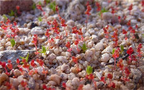 跳繩有什么好處 兒童跳繩有哪些好處