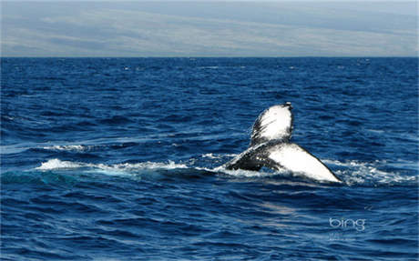 張雪峰簡歷 張雪峰7分鐘34所985高校視頻 爆笑猛戳（圖）