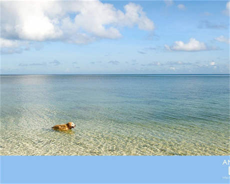 瑞海國(guó)際物流 起底瑞海國(guó)際物流公司背后莊家 有政府背景股東