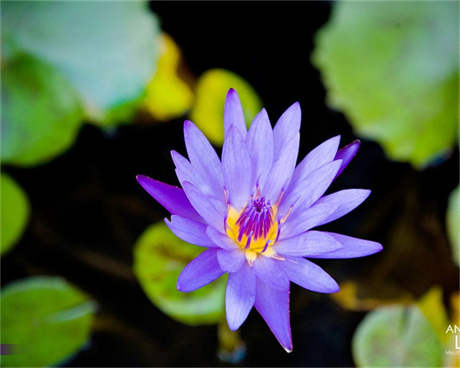 怎么畫花朵 水仙花的簡筆畫圖片_怎么畫出美麗的花朵