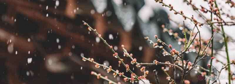 春雪的意思 春雪古詩翻譯 春雪古詩的意思