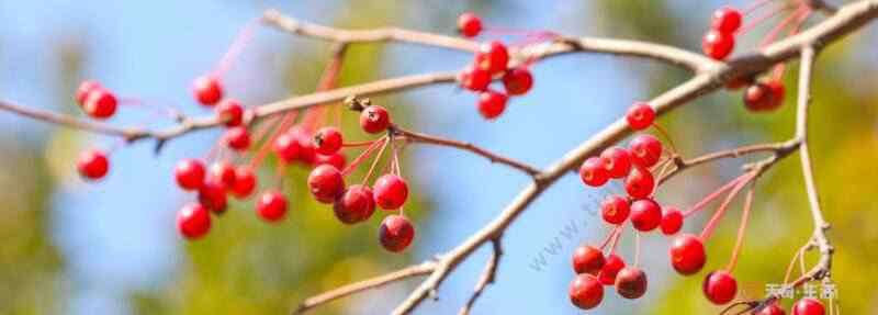 紅豆生南國全詩意思 紅豆生南國全詩意思  為什么紅豆又叫相思豆