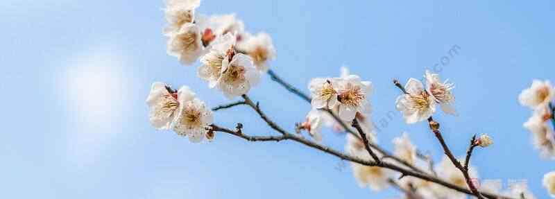 孤芳自賞是什么意思 孤芳自賞的意思 孤芳自賞的意思是什么