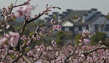 陽山桃花節(jié) 2018無錫陽山桃花節(jié)時間、門票介紹