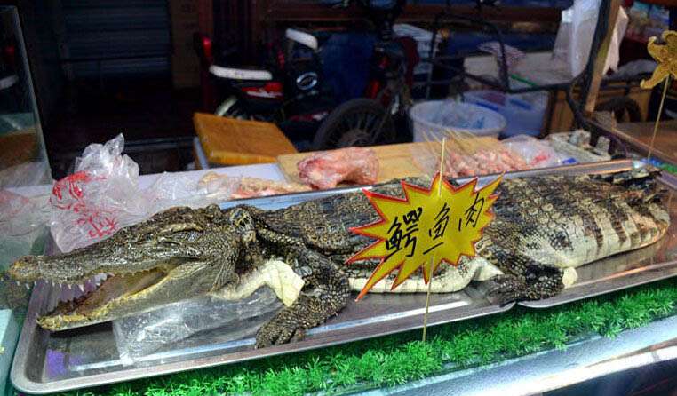 烤鱷魚肉 烤鱷魚肉好吃嗎 鱷魚肉烤串不違法嗎