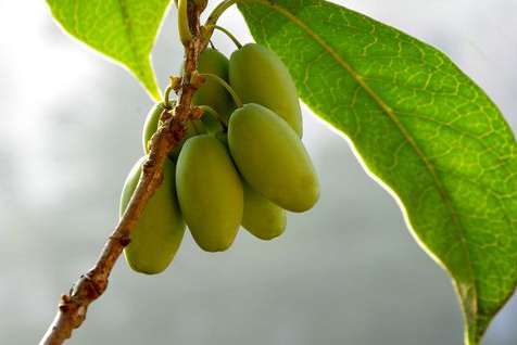 桂花樹結果預兆什么 桂花樹會結果嗎 桂花結的果有什么用