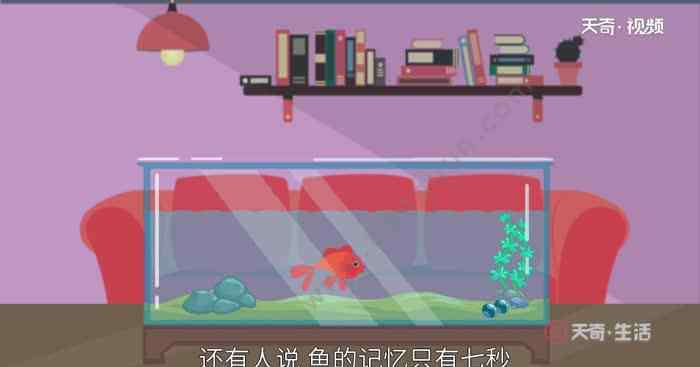 魚的記憶有多久 魚的記憶力是多長時間 魚的記憶力有多久