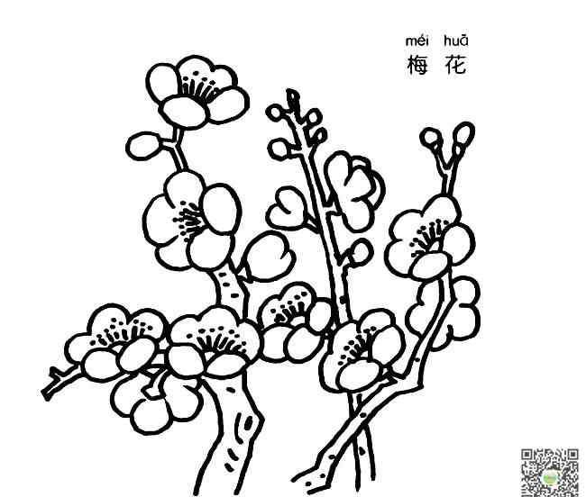 兒童梅花畫 梅花樹(shù)枝簡(jiǎn)筆畫圖片_梅花兒童繪畫作品圖集