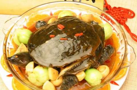 水魚吃什么 吃了甲魚不能吃什么食物 吃甲魚的好處