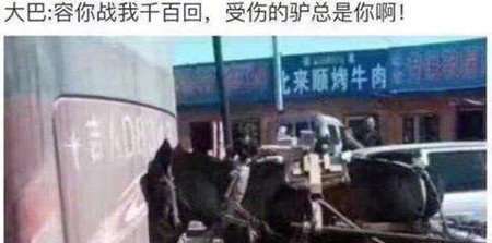 毛驢懟大巴 毛驢懟大巴什么意思  毛驢懟大巴是什么梗