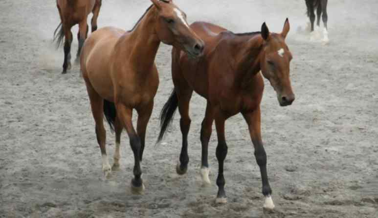 人工受孕過程 揭美女給馬配種人工受精繁殖全過程 讓人面紅耳赤