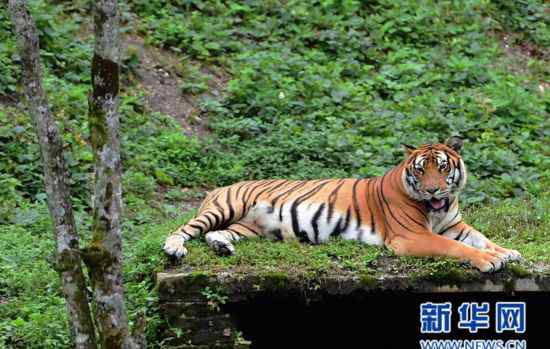 龍巖梅花山 福建龍巖梅花山“中國虎園”：已育27只華南虎