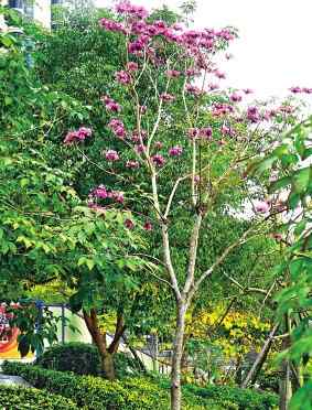 紅花風(fēng)鈴木 福州晉安區(qū)西井支路的琴亭湖公園 紅花風(fēng)鈴木開花