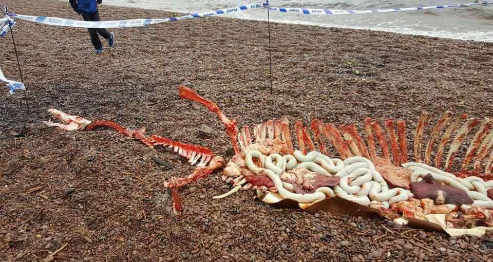 尼斯湖水怪的圖片 尼斯湖岸邊現(xiàn)巨大骨架 專家稱水怪或已死亡