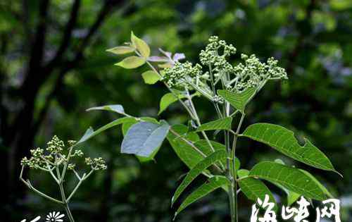 遍插茱萸少一人啥意思 “遍插茱萸少一人”的茱萸到底是啥？