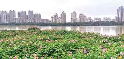 錦江園 福州江濱錦江園 將現(xiàn)“江水照芙蓉”