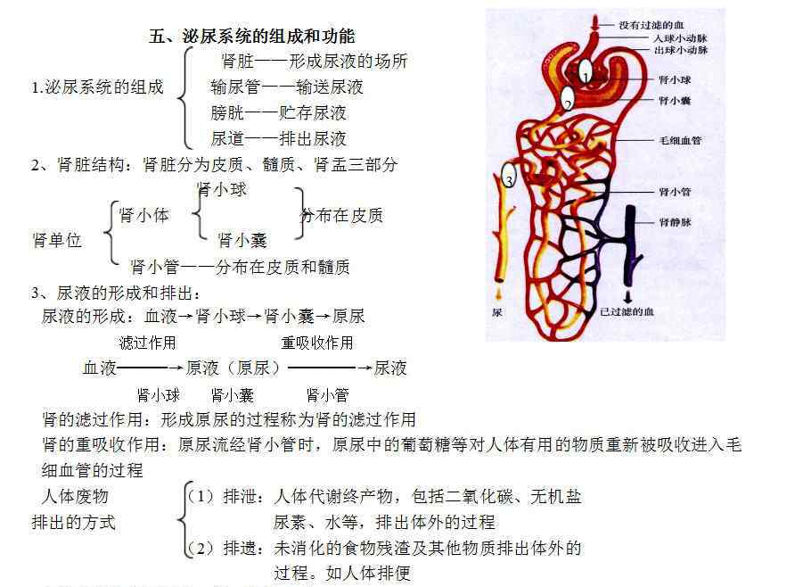 泌尿系統(tǒng)的組成 2014九年級生物會考泌尿系統(tǒng)的組成和功能