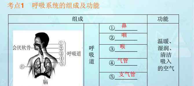 呼吸系統(tǒng)的組成及功能 2014中考生物《呼吸系統(tǒng)的組成及功能》復(fù)習試題