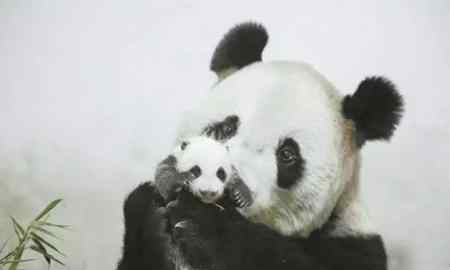 上海動物園有熊貓嗎 10年養(yǎng)死5只熊貓 上海野生動物園：養(yǎng)的多死的多