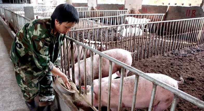 豬肉股票有哪些 豬肉概念股龍頭股 豬價(jià)主升浪來(lái)臨應(yīng)買(mǎi)哪些股票？