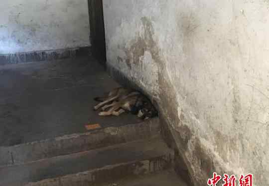 西安狂犬病女身亡 西安女子被流浪狗咬傷后身亡 為什么打了狂犬疫苗仍死亡？