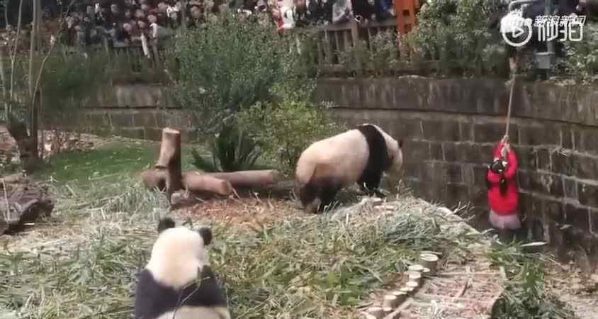 大熊貓只有中國有嗎 女童掉進熊貓場多只熊貓逼近圖片曝光 野生大熊貓吃肉嗎