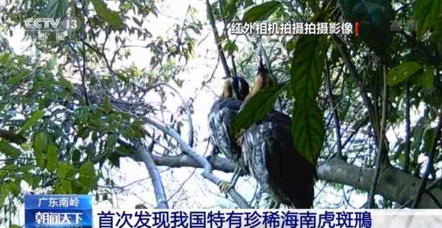 海南虎斑鳽 廣東南嶺拍到海南虎斑鳽怎么回事 海南虎斑鳽長(zhǎng)什么樣子（圖）