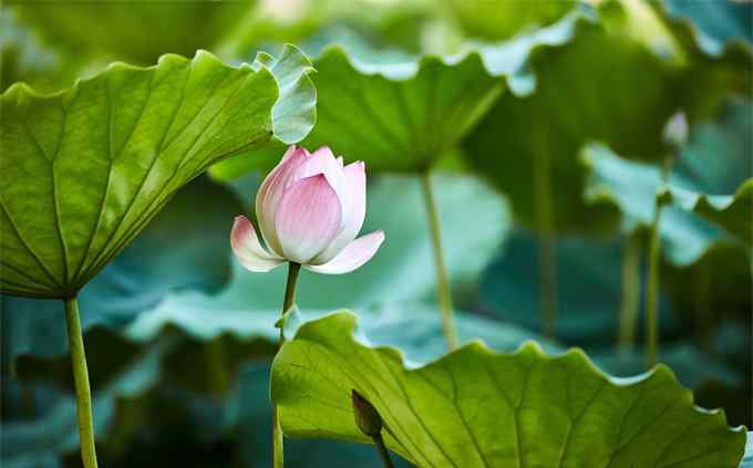 古蓮子 百年古蓮復(fù)活開花怎么回事 古蓮子和普通蓮子有什么區(qū)別