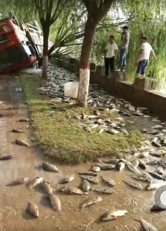 車側翻魚兒遭哄搶 水產車側翻魚兒遭哄搶 大叔大媽瘋狂搶魚不顧交警勸阻