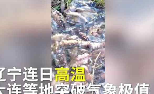 大連海參被熱死 大連海參被熱死事件始末 大連海參為什么會(huì)被熱死原因揭秘