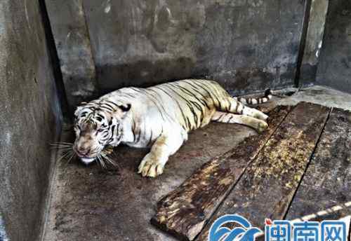 東湖動(dòng)物園 泉州東湖公園動(dòng)物園 泡水白老虎等動(dòng)物生病了