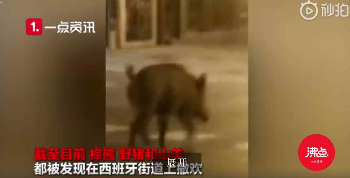 西班牙許多動物淡定上街散步 西班牙許多動物淡定上街散步怎么回事 西班牙許多動物淡定上街散步原因