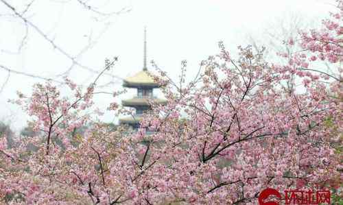 武漢東湖櫻園櫻花 武漢東湖櫻園櫻花開(kāi)放美不勝收 武漢東湖櫻園櫻花圖片