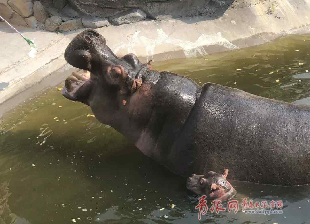 經(jīng)營動物園 動物園經(jīng)營困難開展認(rèn)養(yǎng)活動怎么回事？要如何認(rèn)養(yǎng)動物園的動作步驟一覽