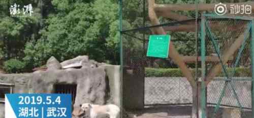 動物園的真相 動物園以狗充狼是真的嗎？九峰山森林動物園為什么以狗充狼事件真相