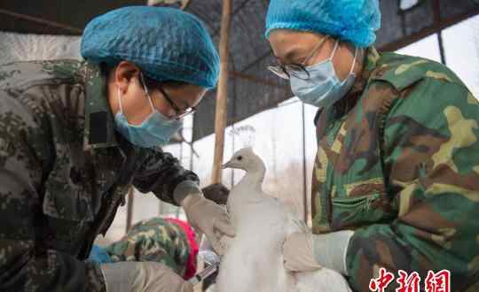 湖南鳳凰禽流感 湖南鳳凰禽流感最新消息，湖南鳳凰怎么會(huì)出現(xiàn)禽流感？