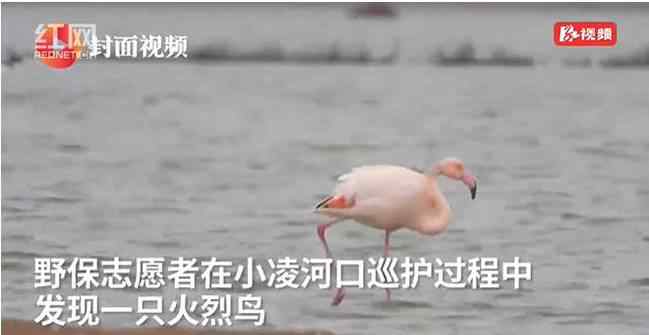 火烈鳥可能迷路了 火烈鳥可能迷路了什么意思 火烈鳥可能迷路了什么梗真相揭秘