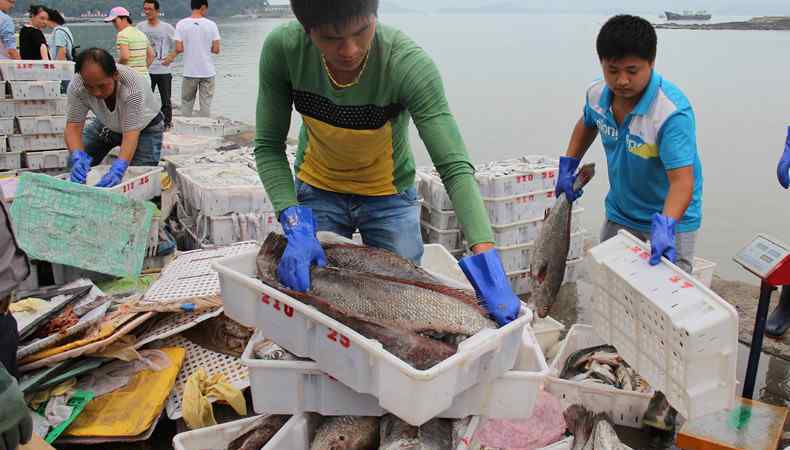 鯧魚(yú)的營(yíng)養(yǎng)價(jià)值 金鯧魚(yú)多少錢(qián)一斤 金鯧魚(yú)有哪些營(yíng)養(yǎng)價(jià)值