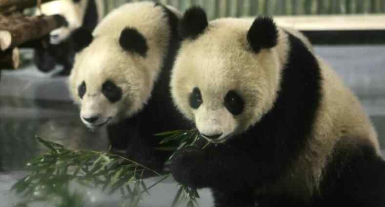 北京動(dòng)物園門(mén)票價(jià)格 北京動(dòng)物園門(mén)票價(jià)格 開(kāi)放時(shí)間及門(mén)票價(jià)格公布