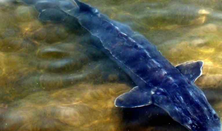 中華鱘魚(yú) 中華鱘多少錢一斤 中華鱘魚(yú)的價(jià)格貴嗎