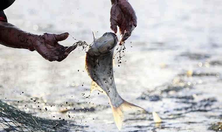 鱸魚(yú)多少錢一斤 2017鱸魚(yú)多少錢一斤 菜市場(chǎng)鱸魚(yú)多少錢一斤