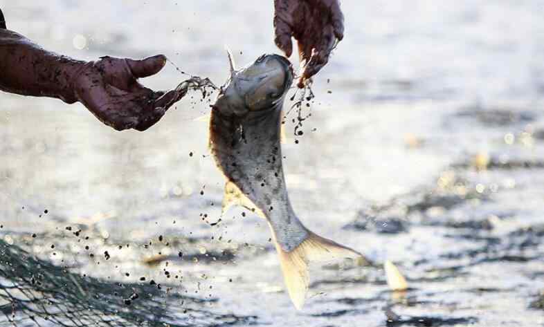 蘇州松鼠桂魚 松鼠桂魚大概多少錢 松鼠桂魚多少錢一份