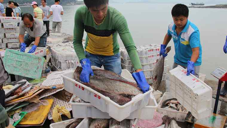 巨型翻車魚 漁民捕獲120斤巨型翻車魚后放生 翻車魚能吃嗎