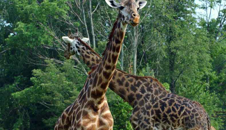 大食蟻獸 大食蟻獸落戶鄭州 鄭州動物園都有什么動物