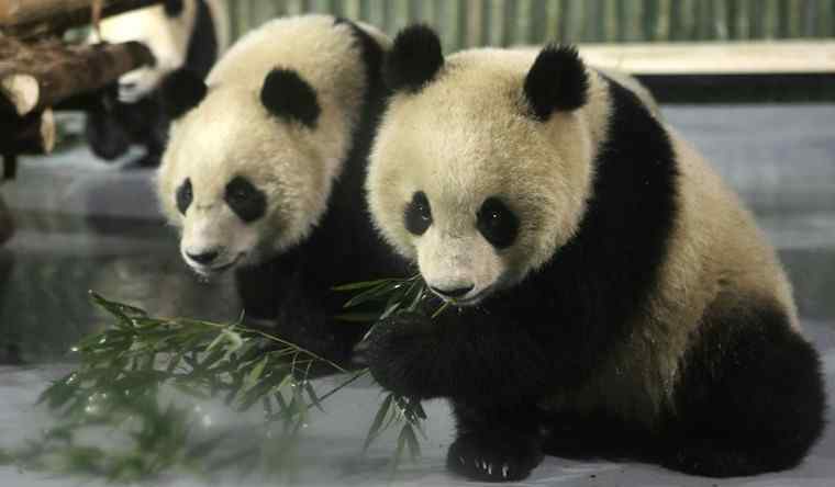 北京動物園閉園 北京動物園大熊貓館閉館 北京動物園門票多少錢